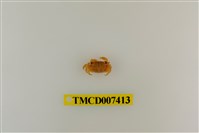 藏品(小厚紋蟹)的圖片